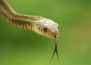 yılan 1