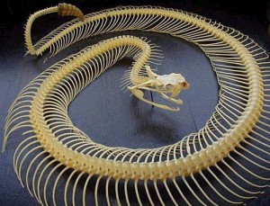yılan iskelet