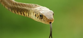 Yılanlar Dillerini Neden Hep Dışarda Tutarlar?